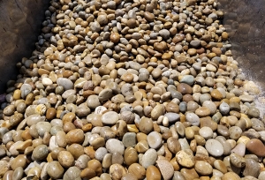 甘肃黄色鹅卵石5-8cm